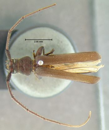 Media type: image;   Entomology 34509 Aspect: habitus dorsal view